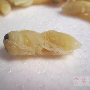 2025新鲜大马蜂蛹 野生蜂虫胡蜂大脚蜂 二级蜂 包邮 农家土蜂500g