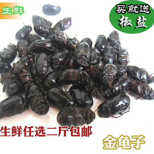 包邮新鲜金龟子三色可选
