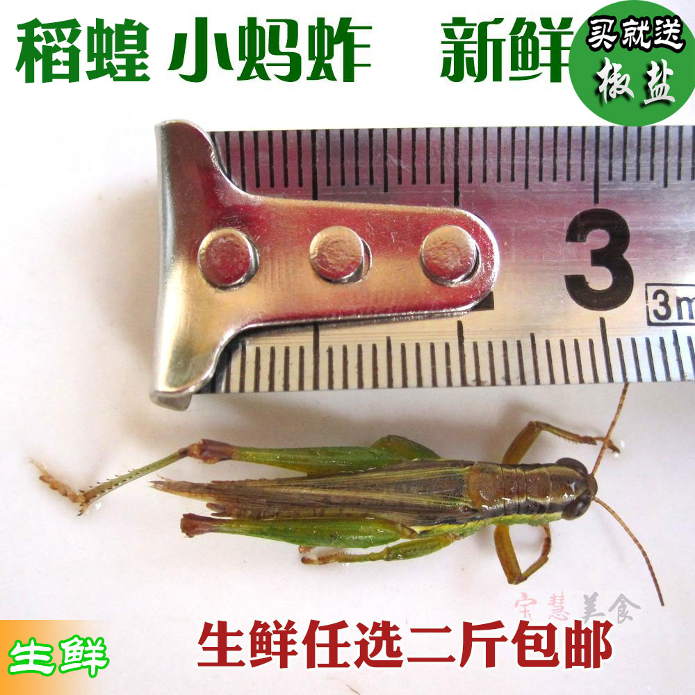 2024新鲜油蚂蚱 非活体 稻蝗 草蜢 绿色蚱蜢 昆虫 飞蝗  包邮500g