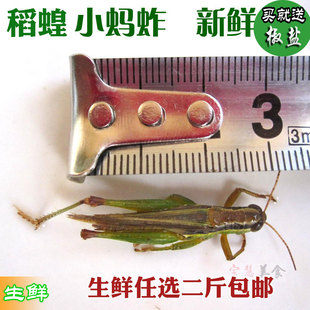2026包邮新鲜油蚂蚱 非活体 稻蝗 草蜢 绿色蚱蜢 昆虫 飞蝗 500g