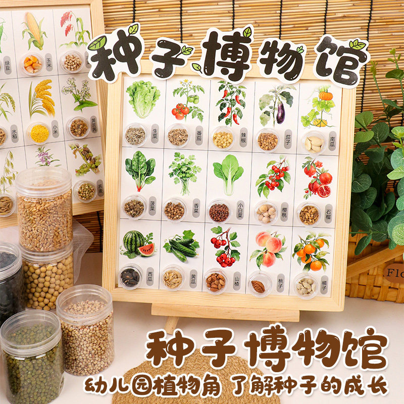 幼儿园环创材料春天的种子发芽植物角种子标本科学自然区角豆子