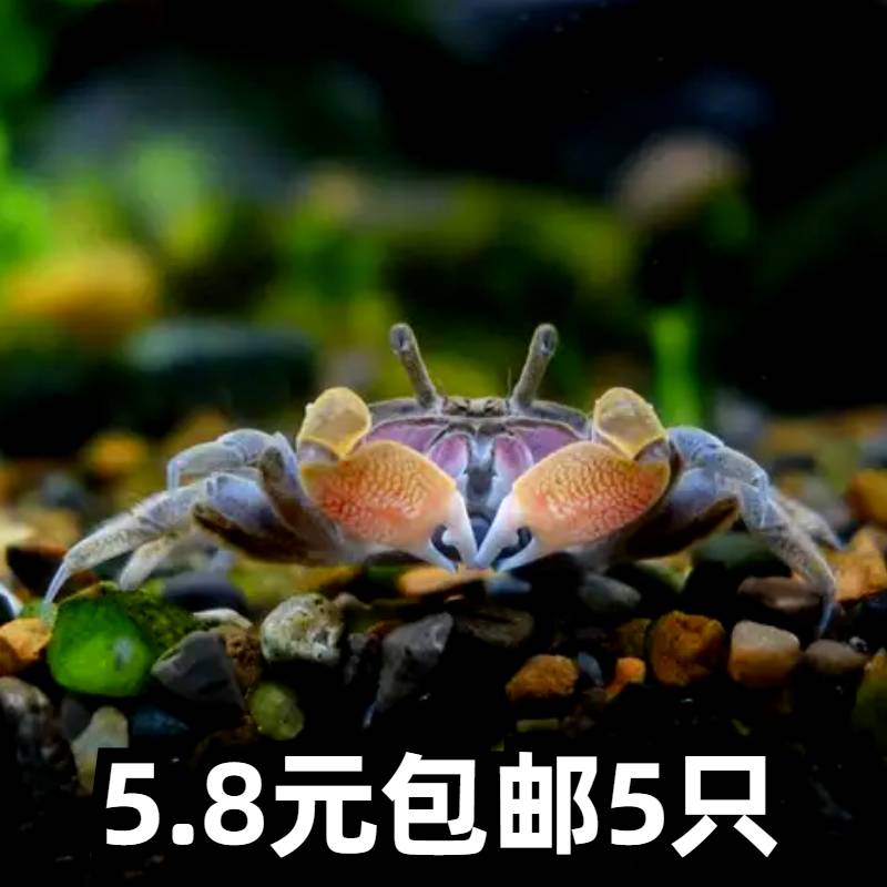 辣椒蟹宠物观赏蟹草缸两栖淡水除藻类吃残渣可深水养殖迷你小螃蟹