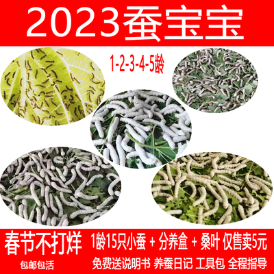 2023年学生养蚕套餐 12345龄蚕宝宝 新鲜特嫩桑叶 蚕卵 湖南长沙