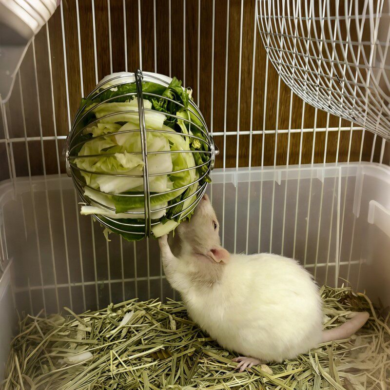 花枝鼠不锈钢草球可悬挂喂食架兔子觅食丰容玩具荷兰猪龙猫喂食盆