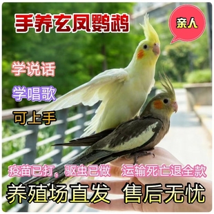 纯手养玄凤鹦鹉亲人可上手会说话唱歌宠物活鸟黄化玄凤幼鸟原始灰