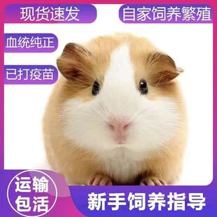 家养荷兰猪宠物豚鼠荷兰兔活体兔子就加州白豚孩子不咬人礼物上手