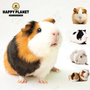 荷兰猪活物宠物荷兰鼠河南猪幼崽鼠兔卡皮巴拉天竺鼠活体加州豚鼠