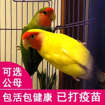 桃脸牡丹鹦鹉活鸟活物黄桃绿桃小鸟会学说活的宠物鸟家养成年繁殖