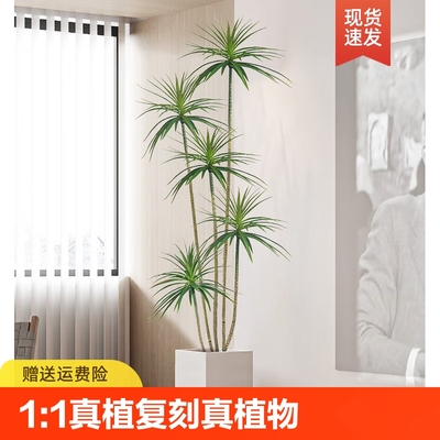 龙血树真绿植盆栽千年木假植物客厅落地装饰摆件高端轻奢真花