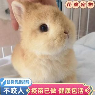 侏儒兔子活物小型长不大迷你兔儿童家养宿舍宠物兔荷兰垂耳兔活体