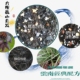 大理肖氏诱生高端云南兰花植料含松筋精品营养土 送护茎土 包邮
