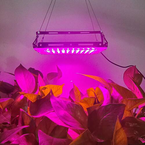 New 5V USB plug full spectrum plant light LED全光谱植物灯