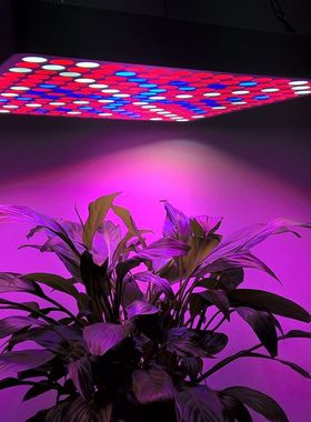 50Watt LED Grow Light - Red, White, And Blue LEDs