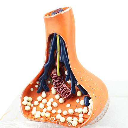 神经突触模型化学 突触synapse医学用人体神经系统解剖 神经元轴