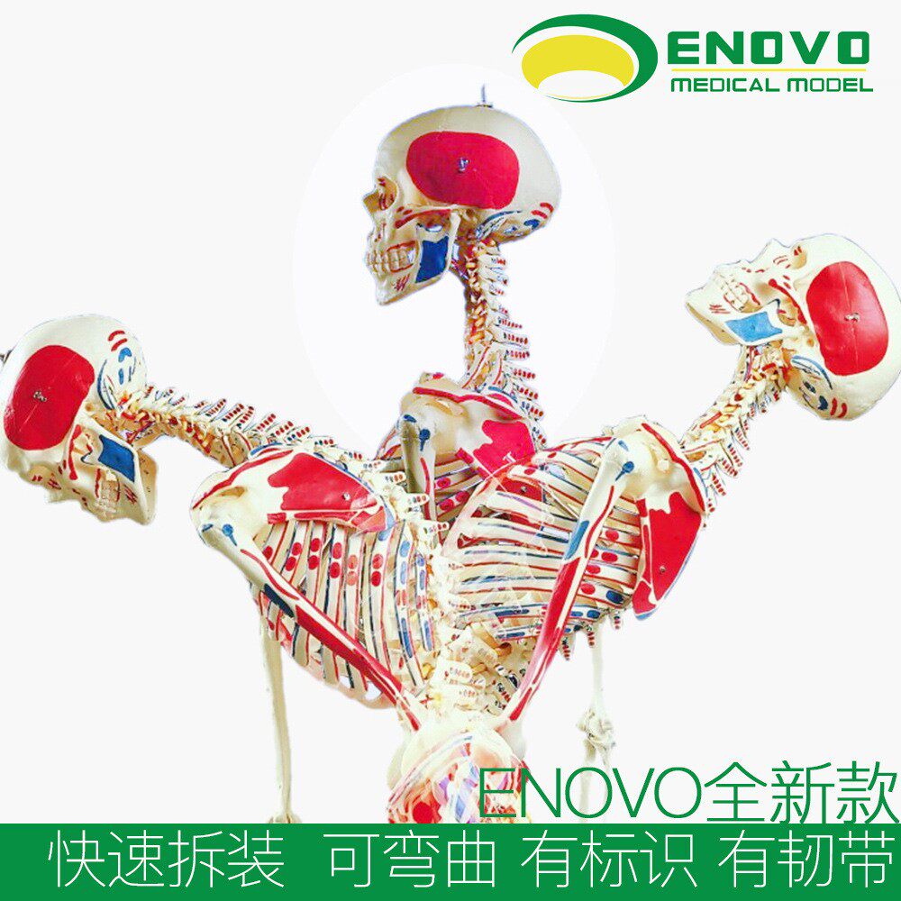 ENOVO颐诺170CM人体骨骼肌肉模型弯曲医学用瑜伽健身骨架脊柱标本
