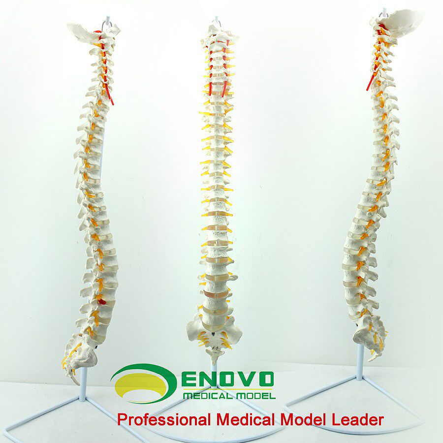 ENOVO颐诺1:1人体脊柱模型中医正骨手法按摩整骨骨科脊椎模型