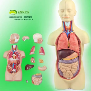 正品 中型人体内脏器官解剖模型医用人体解剖学系统结构模型