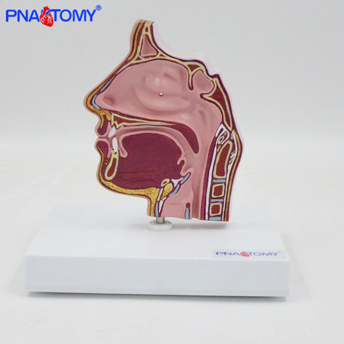 鼻腔模型鼻窦鼻甲 口鼻咽喉解剖教具 1比1上颌窦鼻子教具教学展示