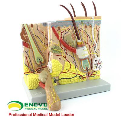 微创皮肤美容脸面部模型