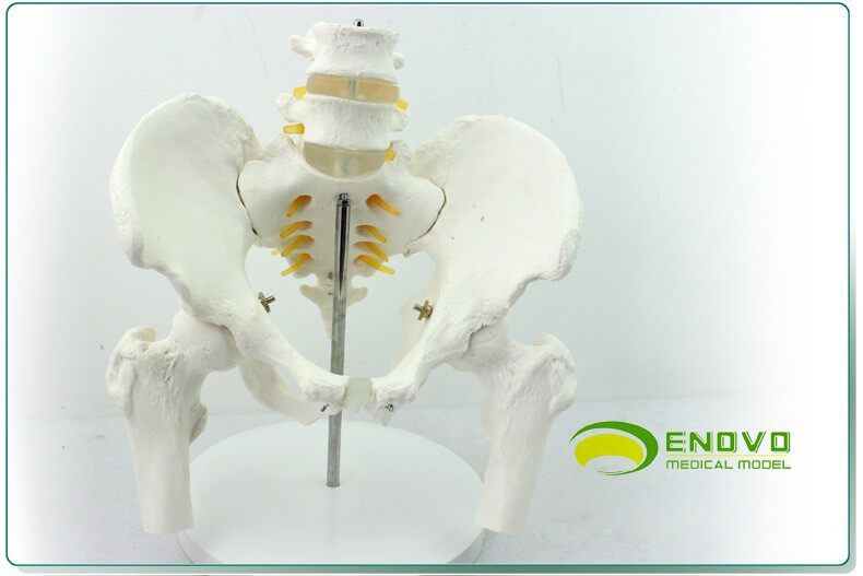 ENOVO颐诺医学人体骨盆附腰椎股骨头模型骨科1:1骨骼模型骨盆骨科
