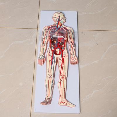 人体血液循环系统模型全身解剖