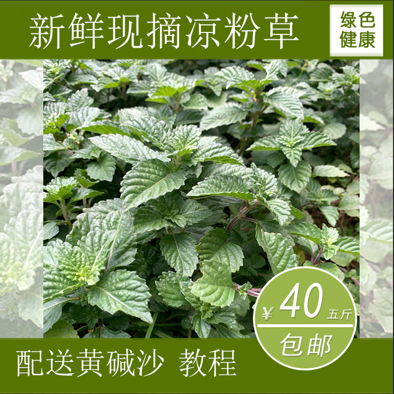 5斤包邮新鲜凉粉草烧仙草广东凉粉绿凉粉凉粉草配料湿凉粉仙人草