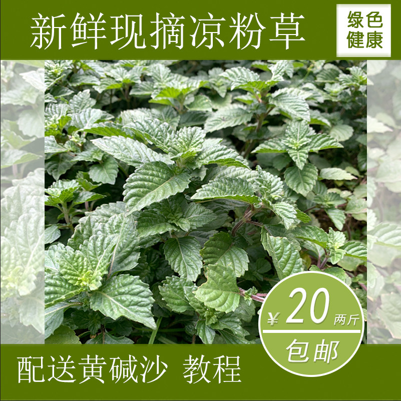 2斤包邮新鲜凉粉草烧仙草广东凉粉绿凉粉凉粉草配料湿凉粉仙人草