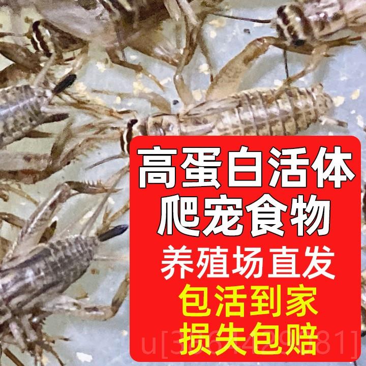 白蟋蟀蛐蛐活虫针头油葫芦爬宠蜘蛛鸟蚂蚁龙鱼活体宠物饲料亚成体