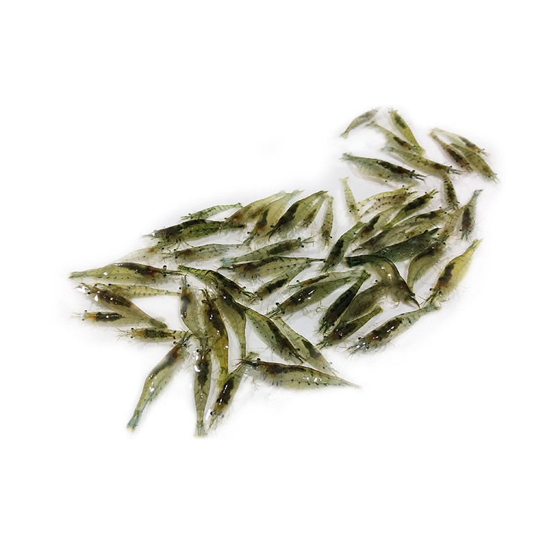 黑壳虾草缸除藻虾观赏虾秀丽白虾活体饲料水草清洁米虾吃青苔绿藻