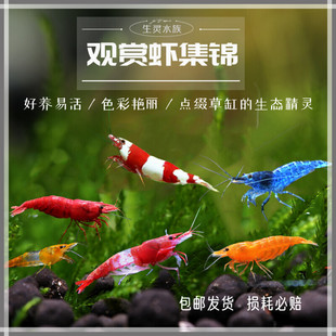 观赏虾极火虾琉璃虾蓝丝绒虾水晶虾宽背黄米虾黑壳虾樱花虾除藻虾