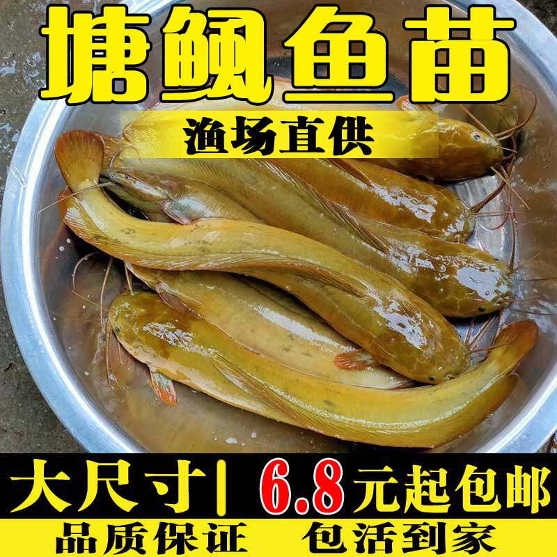 本地塘鲺鱼苗淡水养殖食用活体冷鱼