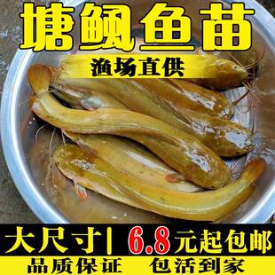 本地塘鲺鱼苗淡水养殖食用活体冷水八胡子埃及大口鲶鱼塘角鱼鱼苗