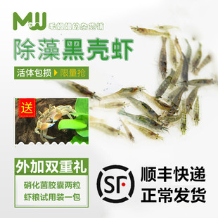 黑壳虾套餐水族箱除藻虾观赏虾清洁虾活体饲料工具虾草缸鱼缸造景