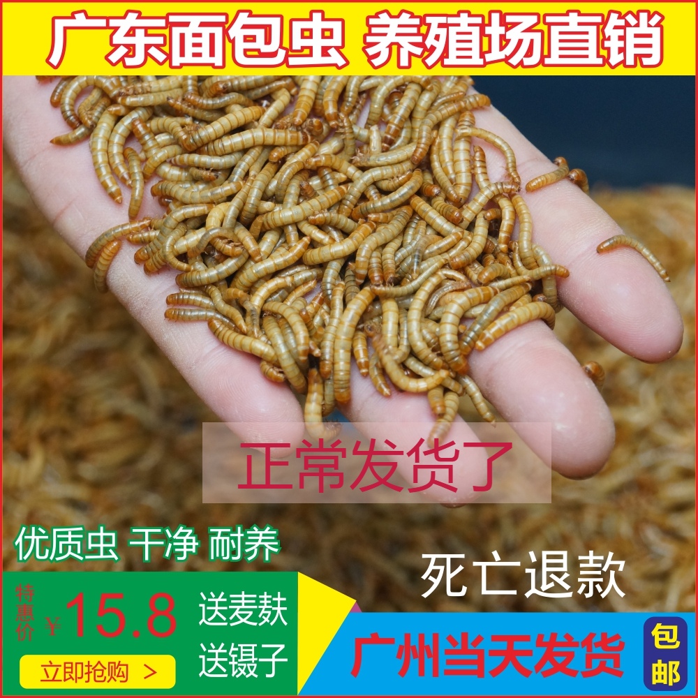 面包虫黄粉虫大麦虫活体饲料爬宠食物守宫蝎子鸟类蛙画眉八哥包邮