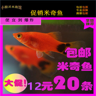 红黄米奇鱼活体小型热带淡水鱼剑尾鱼 鱼苗胎生鱼水族宠物观赏鱼