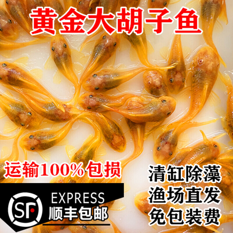 黄金大胡子大帆蓝眼胡子鱼24K红眼胡子鱼除藻清缸清道夫鱼工具鱼