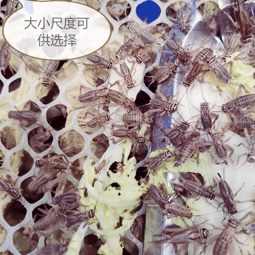 蛐蛐 蟋蟀 白蛐蛐 活体饲料 鱼鸟爬虫 活食 （大亚成）1.6-2厘米