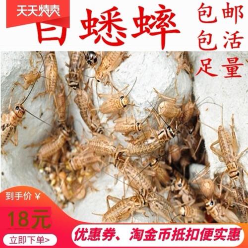 蟋蟀活物 针头 白蛐蛐 活体饲料 活食活虫包活 爬宠活口粮 开食粮