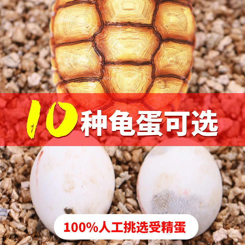可孵化乌龟蛋鳄龟地图草龟活物巴龟/鳖