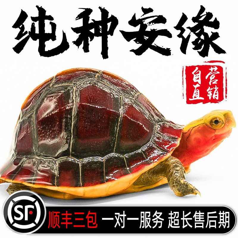 黄缘龟幼龟安徽苗活物安缘龟台缘龟宠物小乌龟蛋海南金钱龟大陆缘 - 实物图