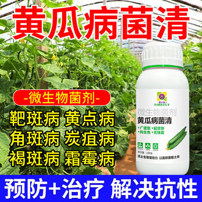 黄瓜病菌清黄瓜细菌病防治白斑灰斑灰霉锈病黄瓜专用微生物菌剂