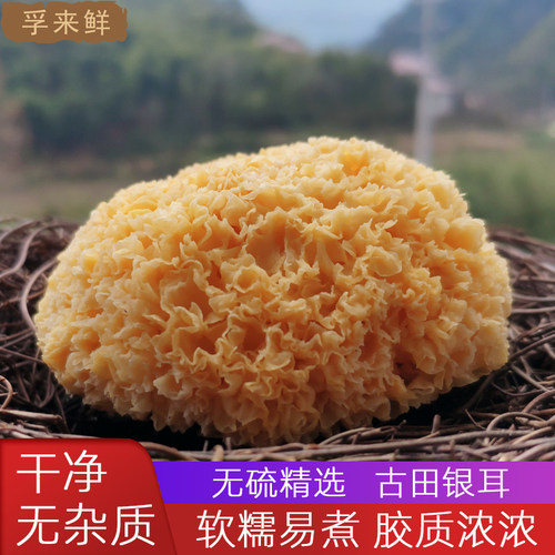 正宗古田银耳干货特级250g白木耳