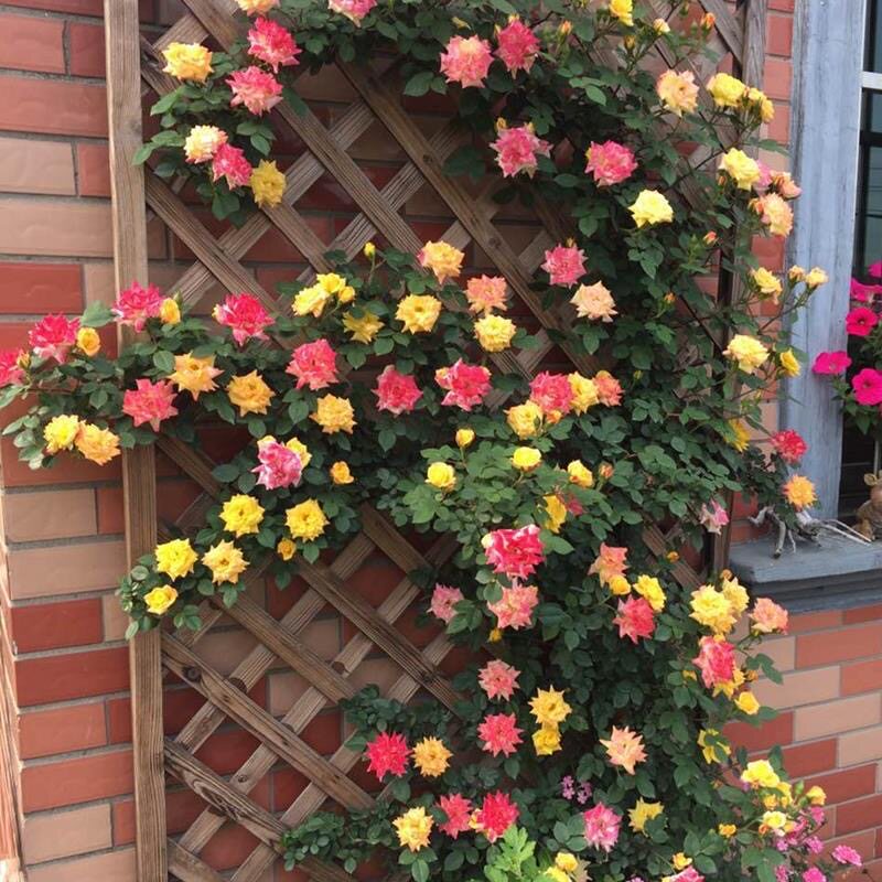 藤彩虹月季花苗爬藤大花浓香四季月季/蔷薇/玫瑰