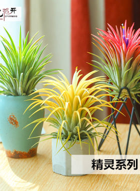 黄精灵带色少量现货无补空气凤梨