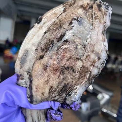 舟山野生海捕流网原汁墨鱼 6-8两/条