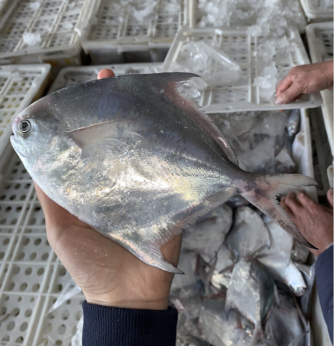舟山银鲳鱼新鲜海捕东海鲜活白鳞鲳鱼野生小平鱼非冷冻1斤3条