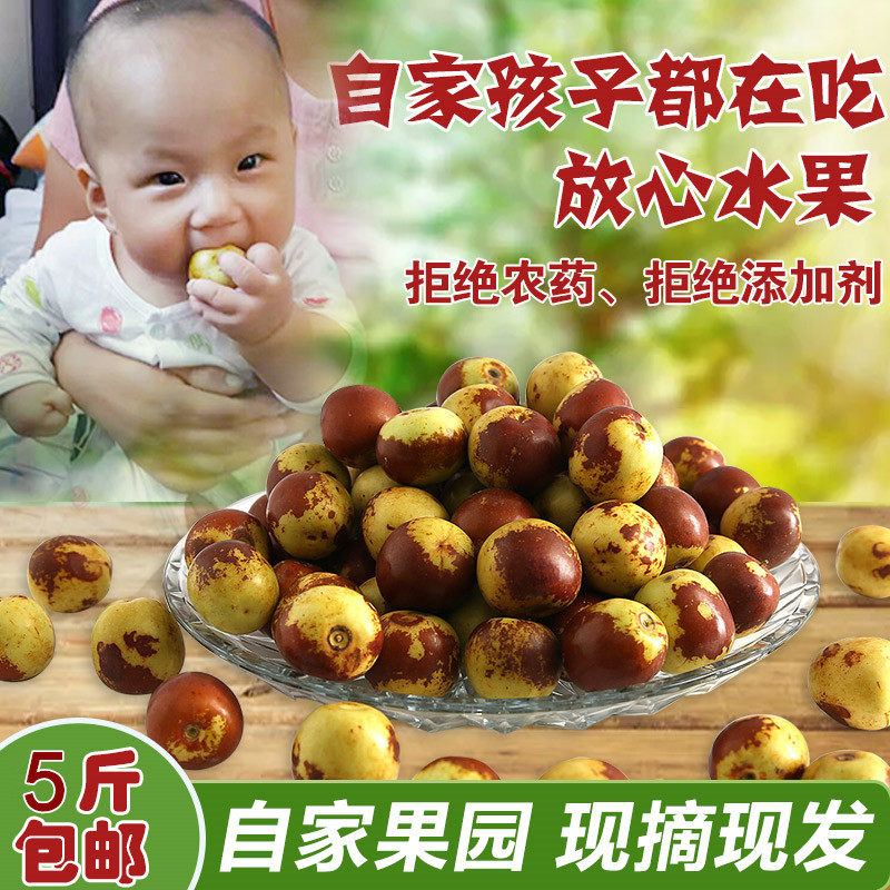 陕西大荔冬枣现摘现发应季水果