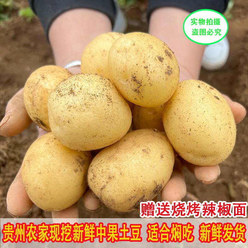 贵州新土豆新鲜现挖沙面粉糯包邮