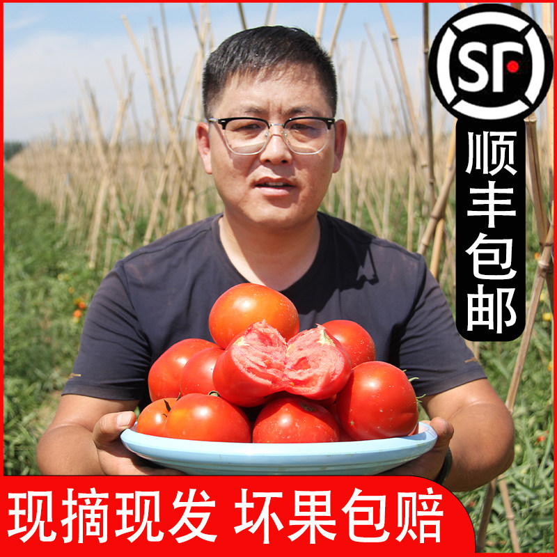 特农汇西红柿新鲜自然熟酸甜爽口