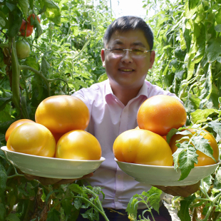 内蒙古五原黄柿子黄色西红柿新鲜自然熟水果大黄番茄炒菜即食特产